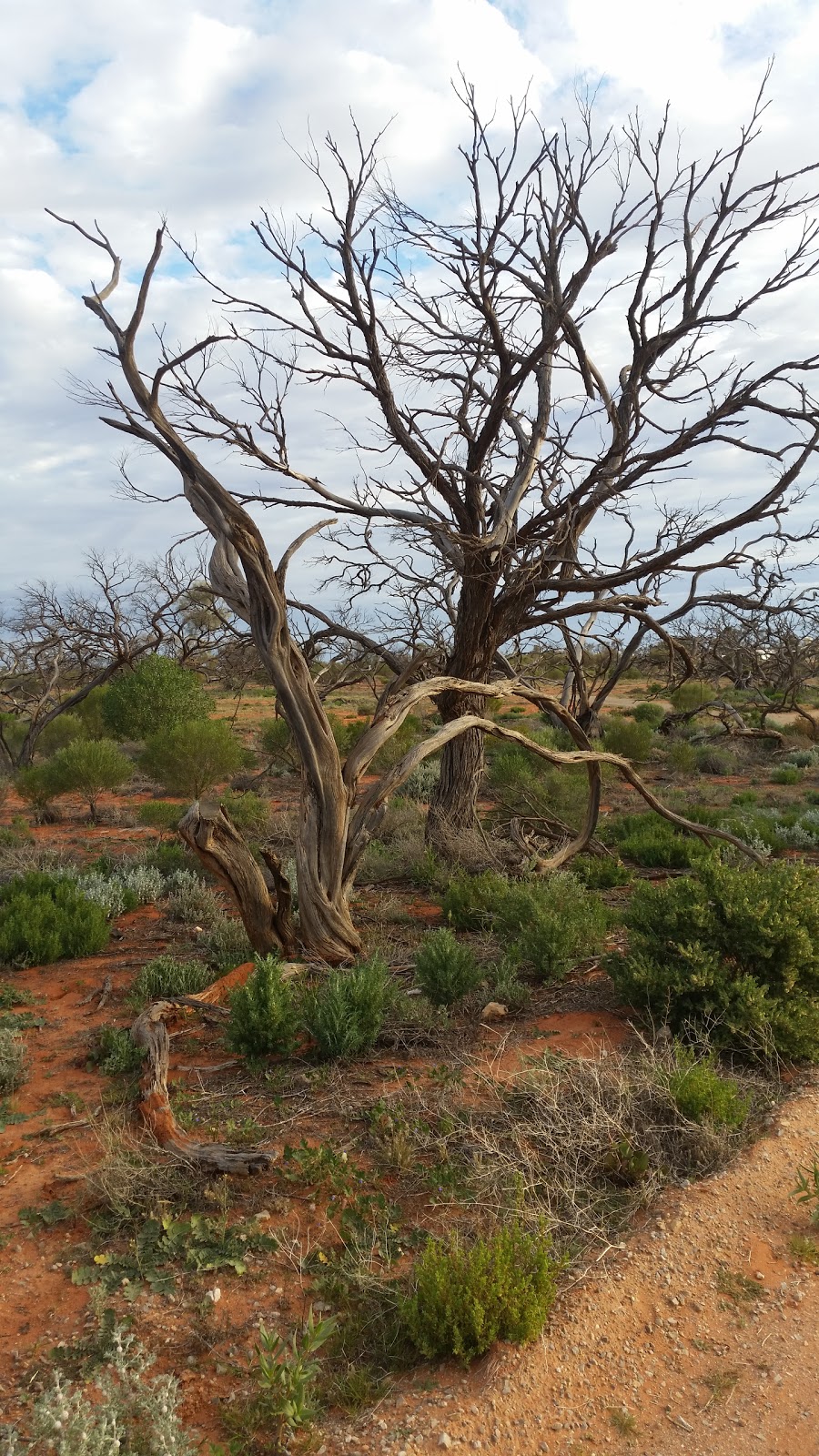 Roxby Downs Racecourse | Roxby Downs SA 5725, Australia | Phone: 0467 773 001