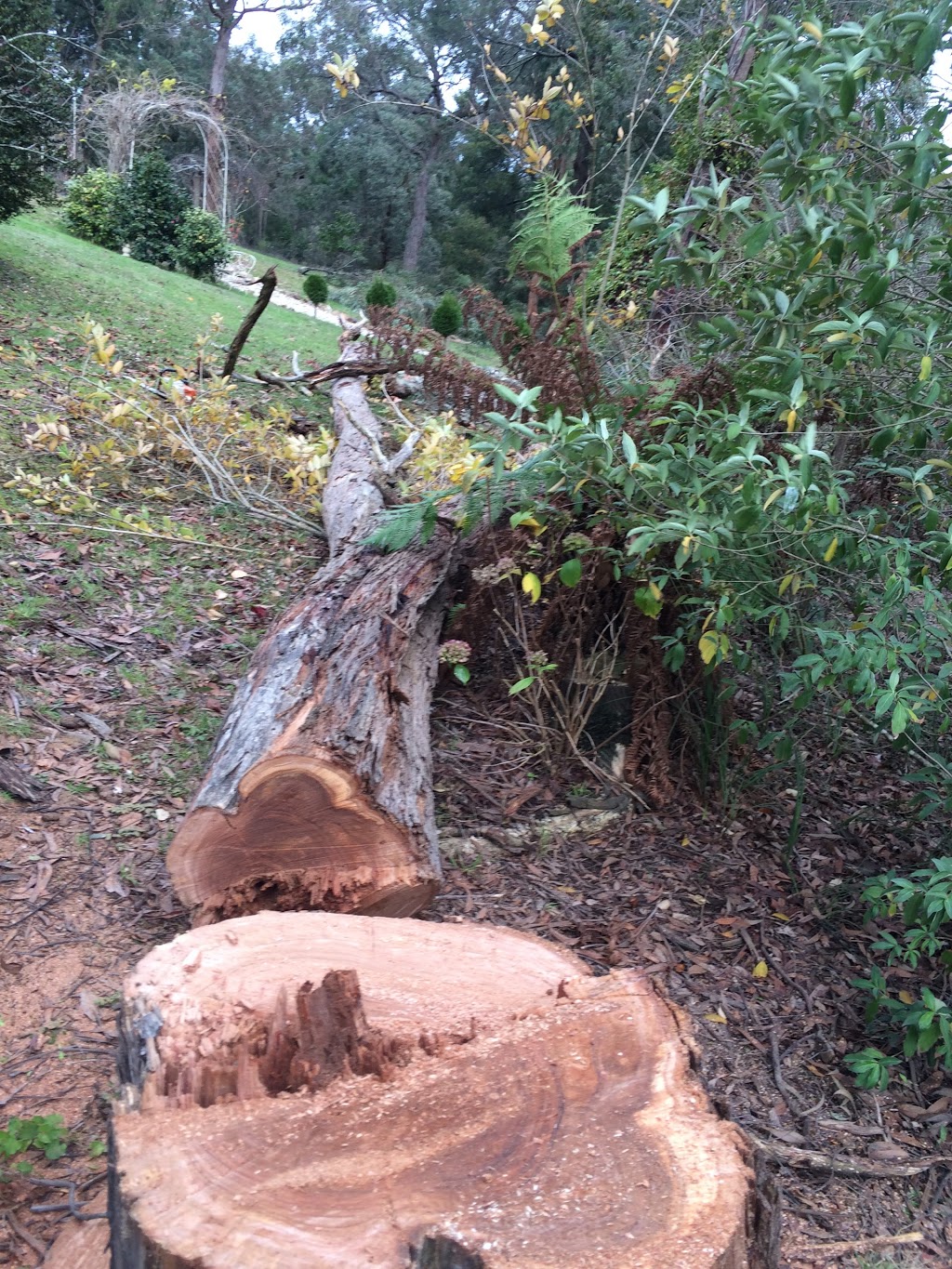 Grindaway Trees and Stumps | park | 7 Avril St, Scoresby VIC 3179, Australia | 0456223094 OR +61 456 223 094