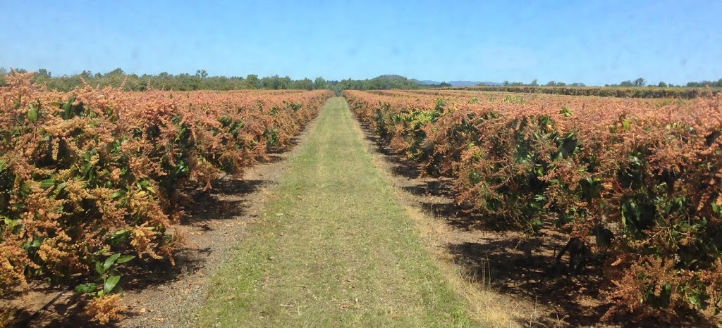 Blue Sky Produce | 289 Springs Rd, Paddys Green QLD 4880, Australia | Phone: (07) 4093 2456