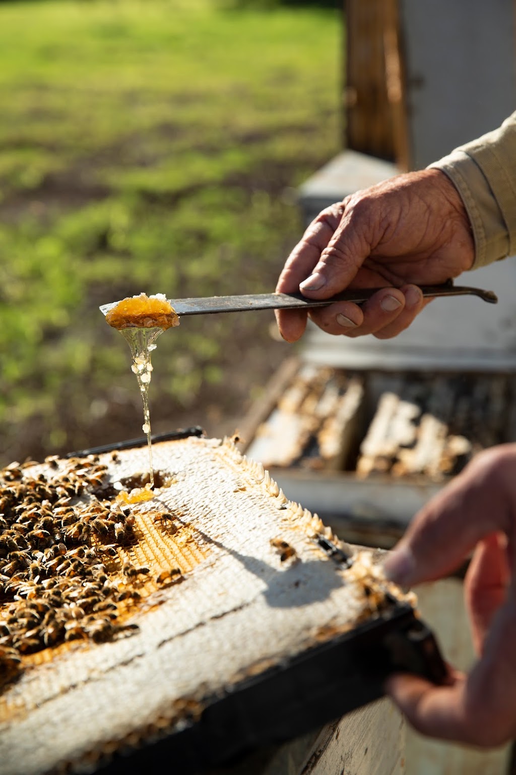 West Coast Honey | 172 Gingin Brook Rd, Granville WA 6503, Australia | Phone: (08) 9575 1250