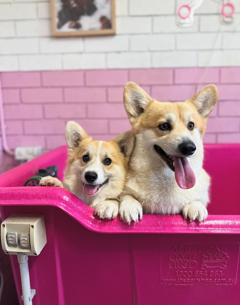 Groovy Grooms Kyogle | 30 Pratt St, Geneva NSW 2474, Australia | Phone: 0438 409 706