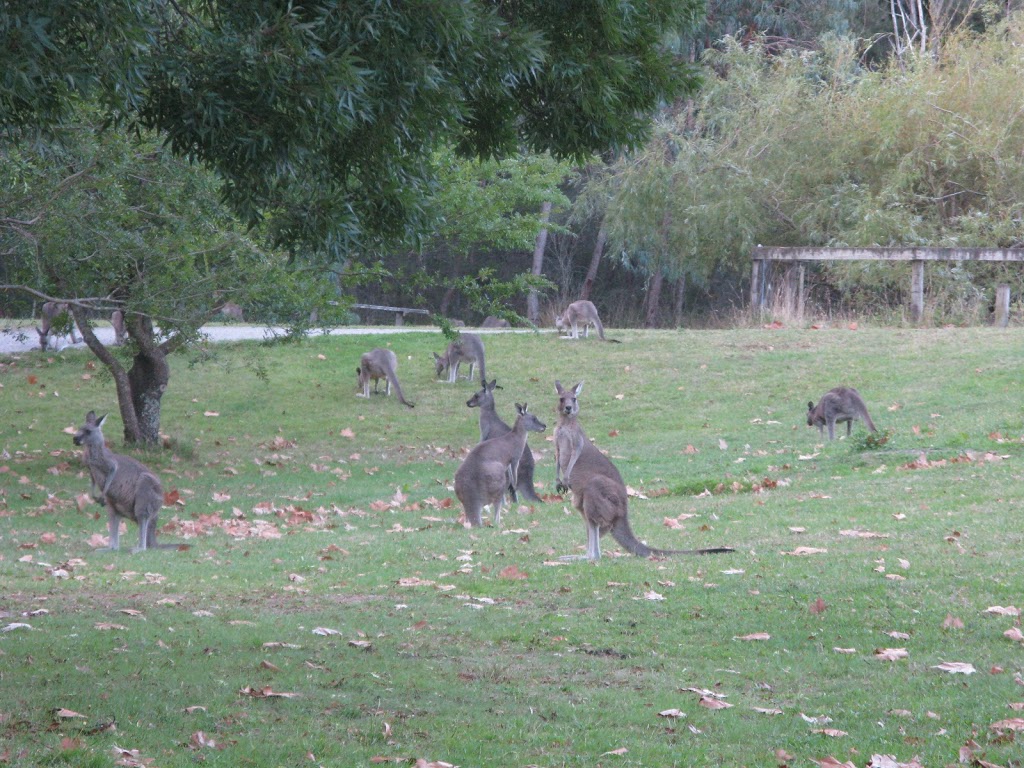 Crystal Brook Picnic Area | Cardinia Reservoir Access Rd, Emerald VIC 3782, Australia | Phone: (03) 8427 2002