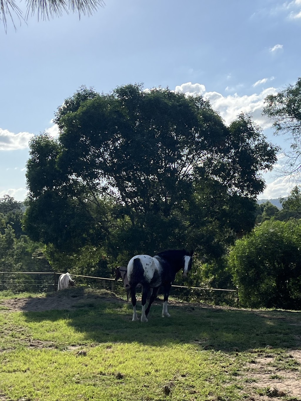 Empress Equine | 88 Kindra Ave, Karana Downs QLD 4306, Australia | Phone: 0423 275 615