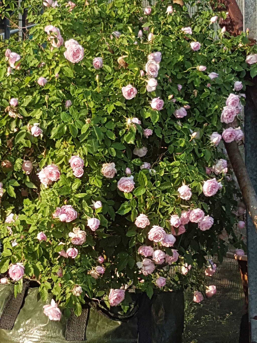 Rosemount Flowers |  | 506 Petrie Creek Rd, Rosemount QLD 4560, Australia | 0408315311 OR +61 408 315 311