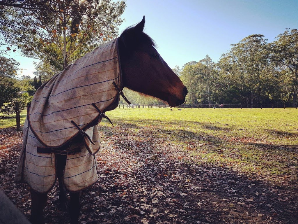 Ridgeview Equestrian | 23 Pointers Rd, Martinsville NSW 2265, Australia | Phone: (02) 4977 3351