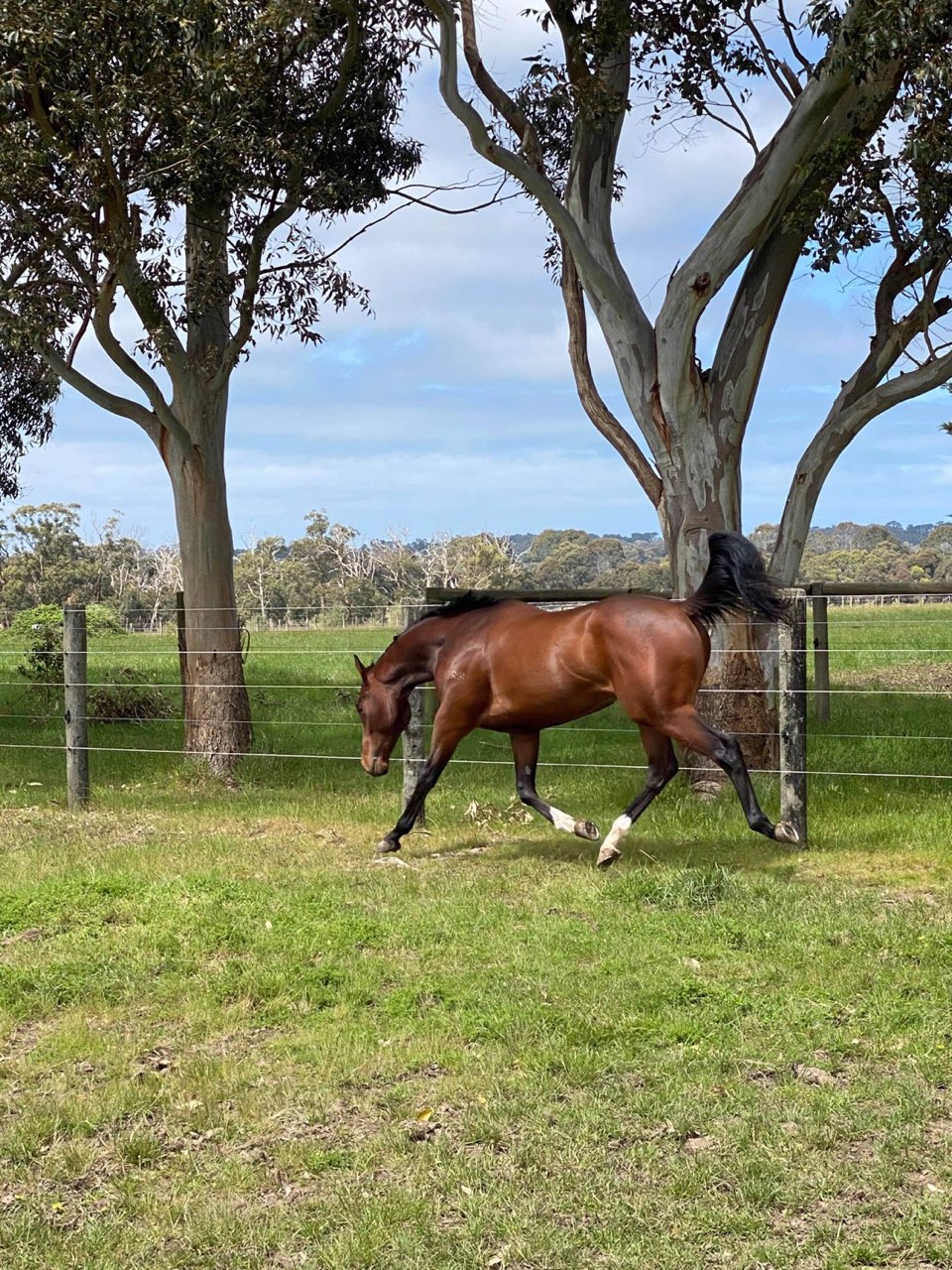 LOGAN MCGILL RACING | Roberts Rd, Mornington VIC 3931, Australia | Phone: 0437 006 019