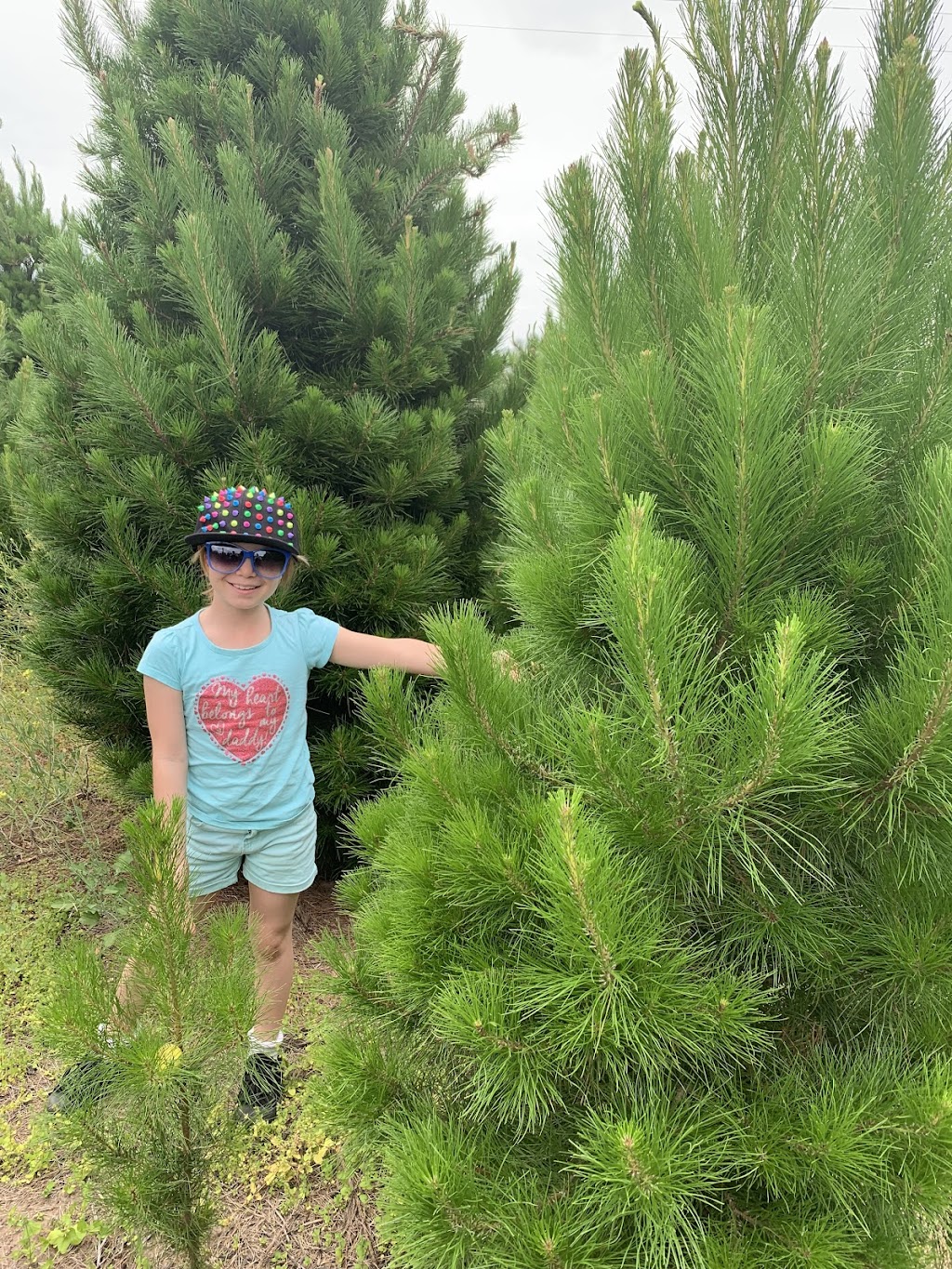 Christmas Tree Farm Narre Warren | 393 Pound Rd, Narre Warren South VIC 3805, Australia | Phone: 0407 343 762