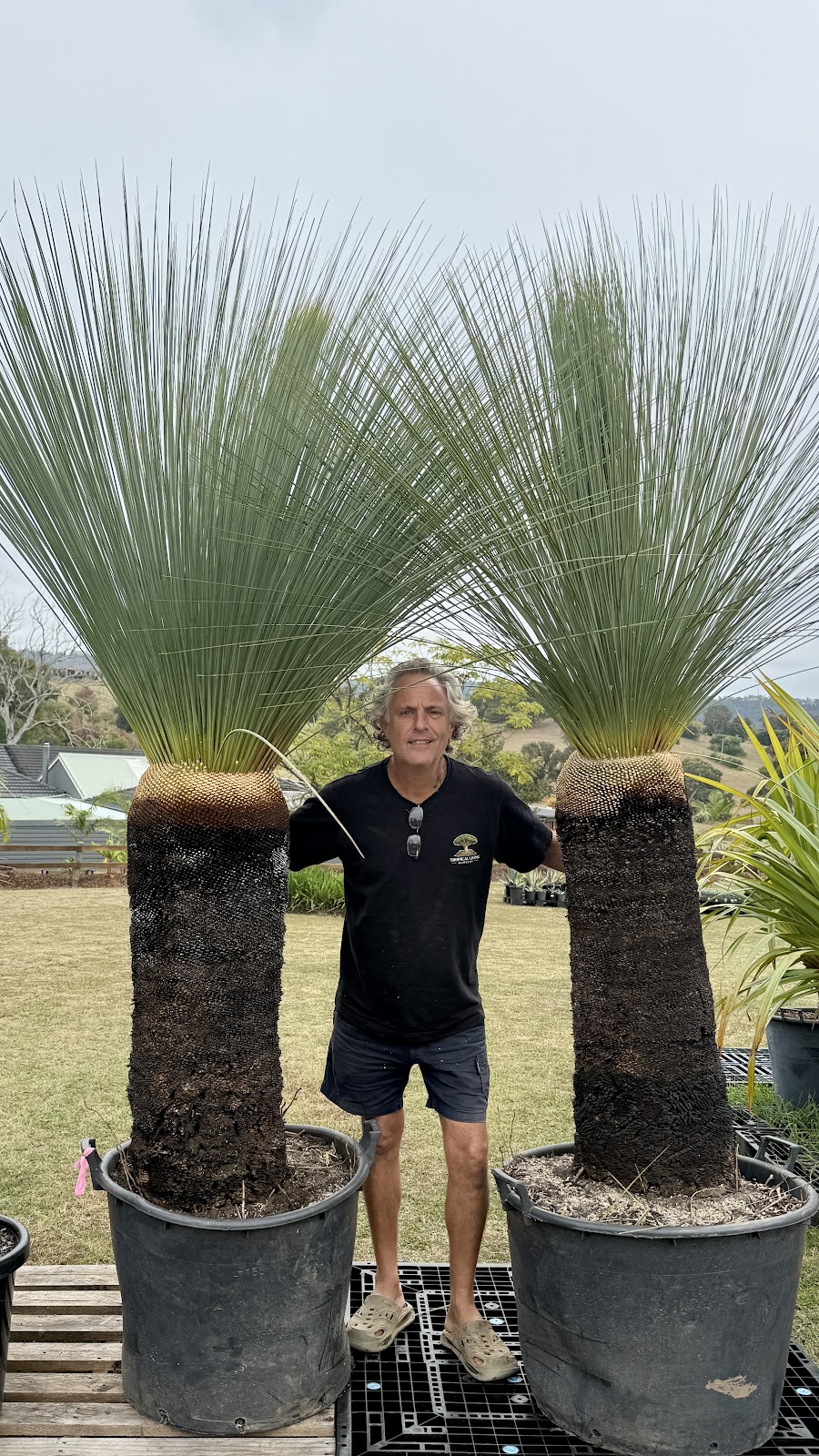 Tropical Living Nursery | 470 Menangle Rd, Menangle NSW 2568, Australia | Phone: 0423 253 500