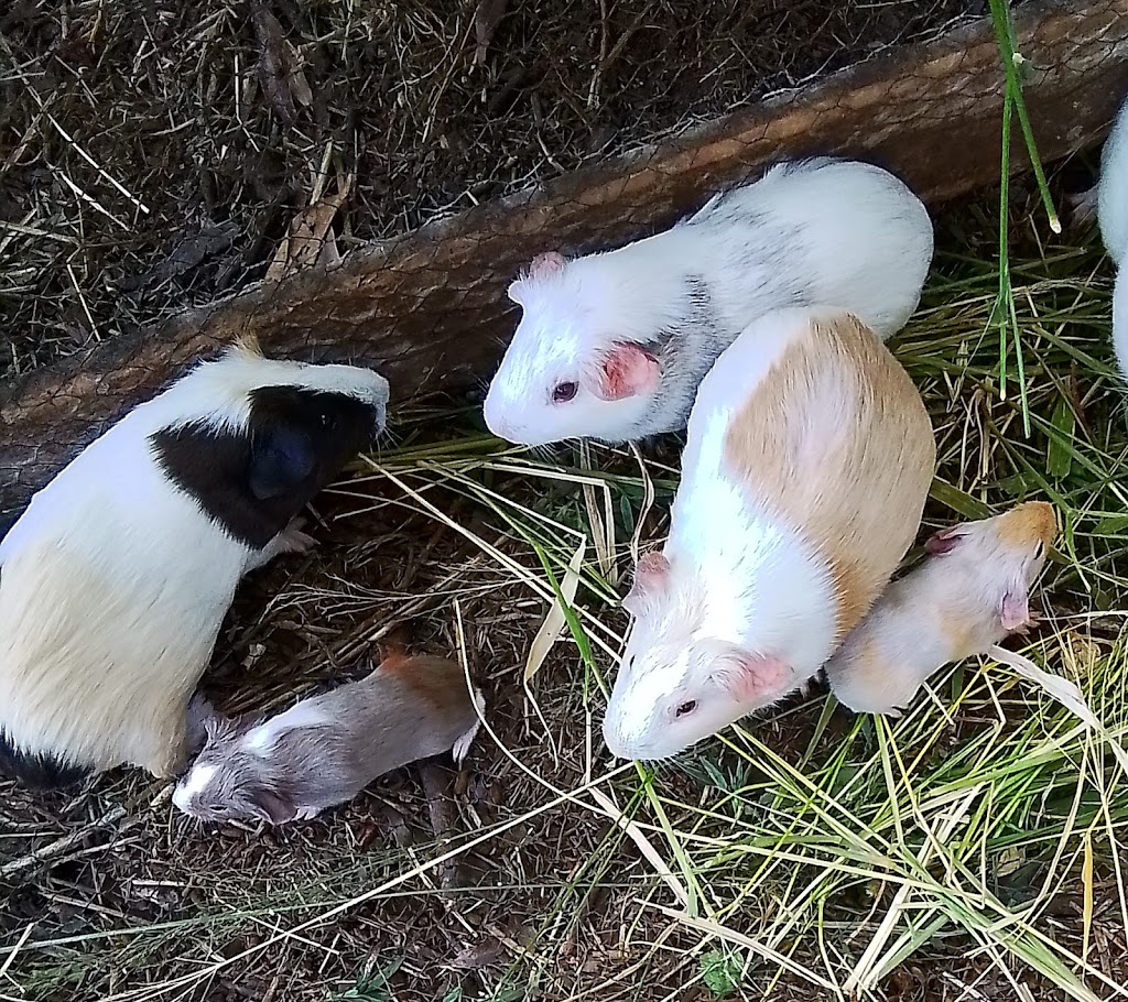 Trulander Petting Zoo | Caringal Rd, Emerald QLD 4720, Australia | Phone: 0407 460 703