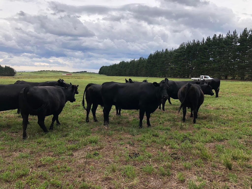 Woonan | 3100 Oallen Ford Rd, Windellama NSW 2580, Australia | Phone: 0431 728 742