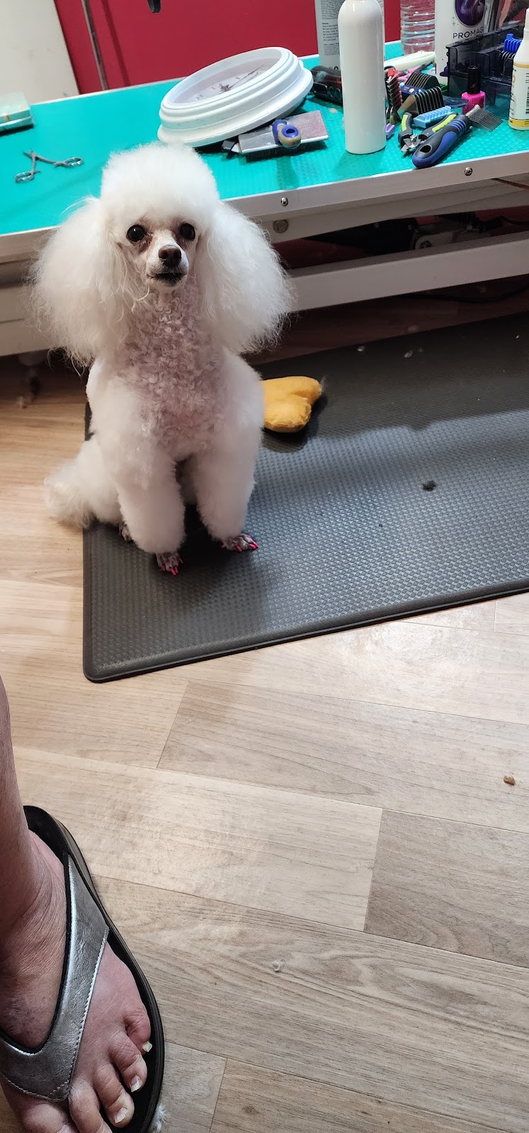 LA PETIT DOG GROOMING | 27 Lexington Ave, St Clair NSW 2759, Australia | Phone: (02) 9834 2555