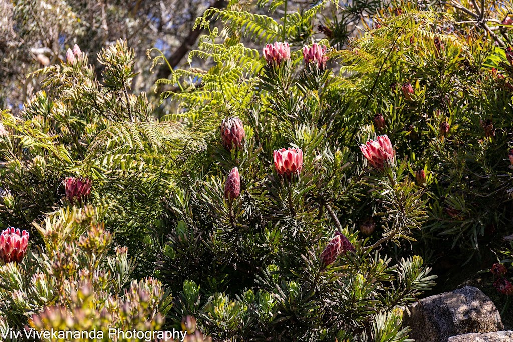 Australian Botanic Garden Mount Annan parkrun | Mount Annan NSW 2567, Australia | Phone: (02) 4631 4200