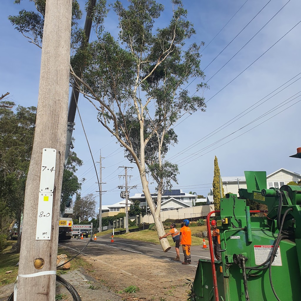 Proactive Arbor | 16 Mimosa Rd, Budgewoi NSW 2262, Australia | Phone: 0400 736 614