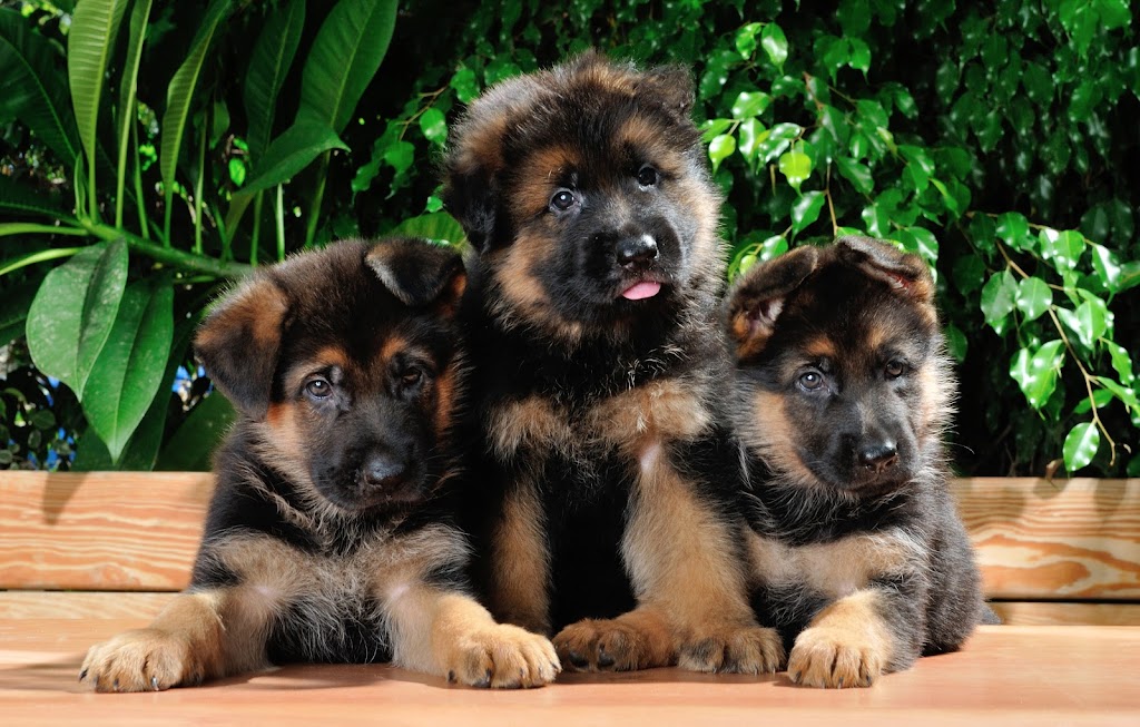 Success Puppy Training | 694 Talafa Rd, Emerald QLD 4720, Australia | Phone: 0439 280 290