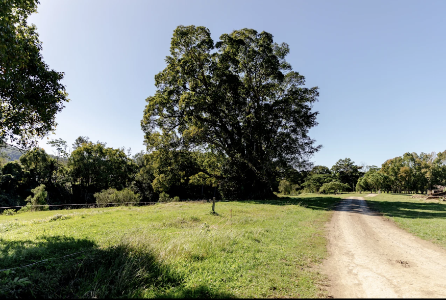 McKenzies Mountain | 675 Tyalgum Rd, Eungella NSW 2484, Australia | Phone: 0414 488 606