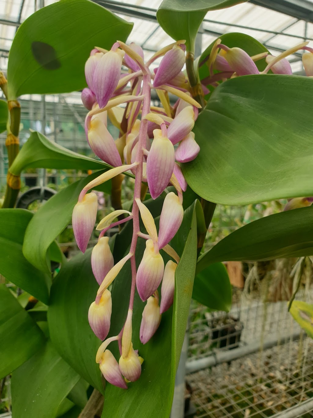 Orchids North | 1-3 Grey St, Gordonvale QLD 4865, Australia | Phone: (07) 4056 2357