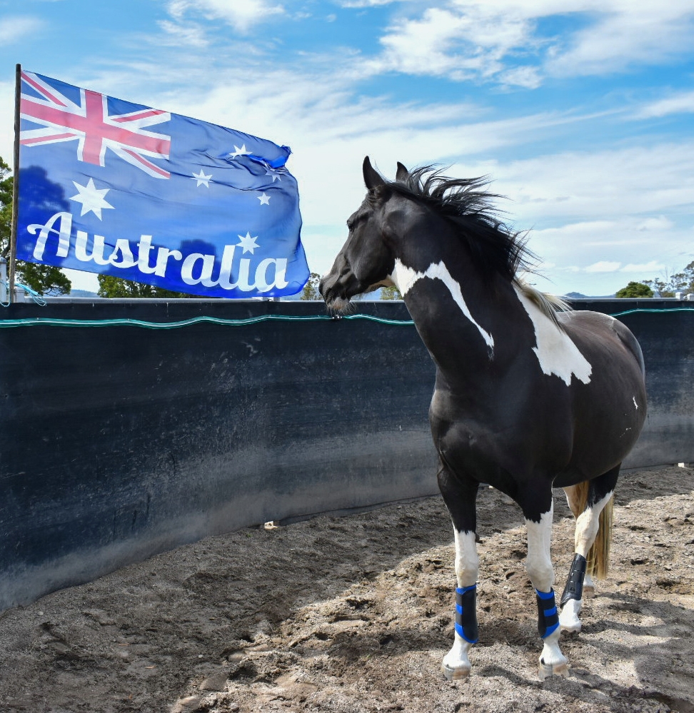 Blackwood Park Horse Stud |  | 26 Barbers Rd, Meander TAS 7304, Australia | 0407435311 OR +61 407 435 311