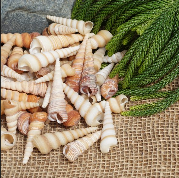 Shell Paradise - Wholesale Bulk Seashells & Shell Jewellery Aust | jewelry store | 39 Smith Cross Rd, Devereux Creek QLD 4753, Australia | 0424566273 OR +61 424 566 273