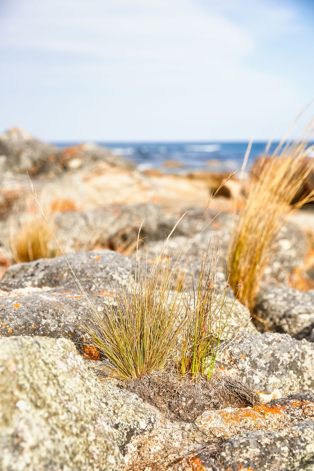 Harveys Farm Bicheno | 205 Harveys Farm Rd, Bicheno TAS 7215, Australia | Phone: 0403 601 443