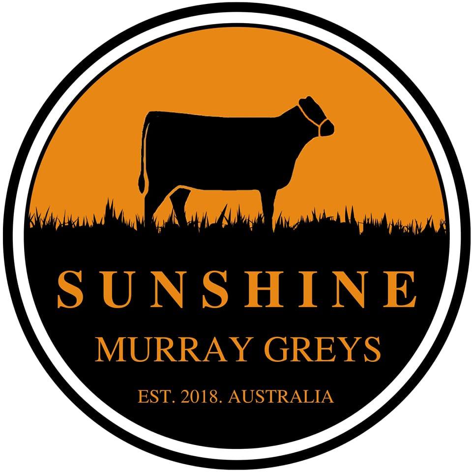 Sunshine Murray Grey Stud | 343 Sanderston Rd, Sanderston SA 5237, Australia | Phone: 0418 176 378