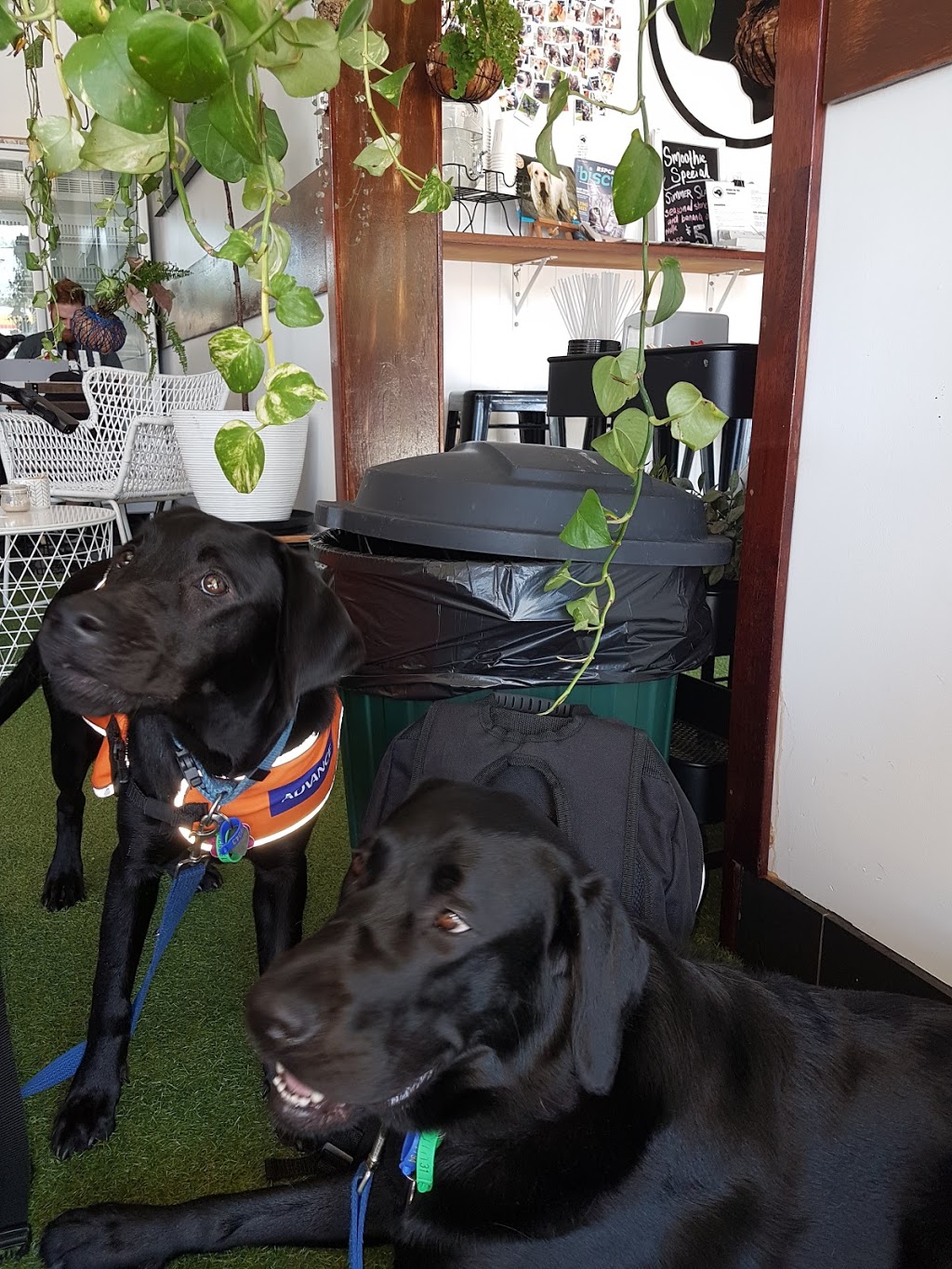 Black Lab Coffee | 6/11 Kuring Gai Ave, Tarragindi QLD 4121, Australia | Phone: 0474 472 874