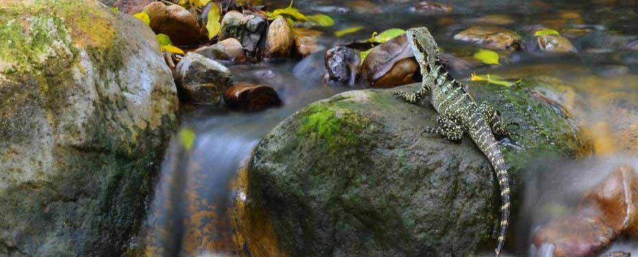 Brisbane Photography Courses |  | South Bank Parklands, South Brisbane QLD 4101, Australia | 0481089486 OR +61 481 089 486