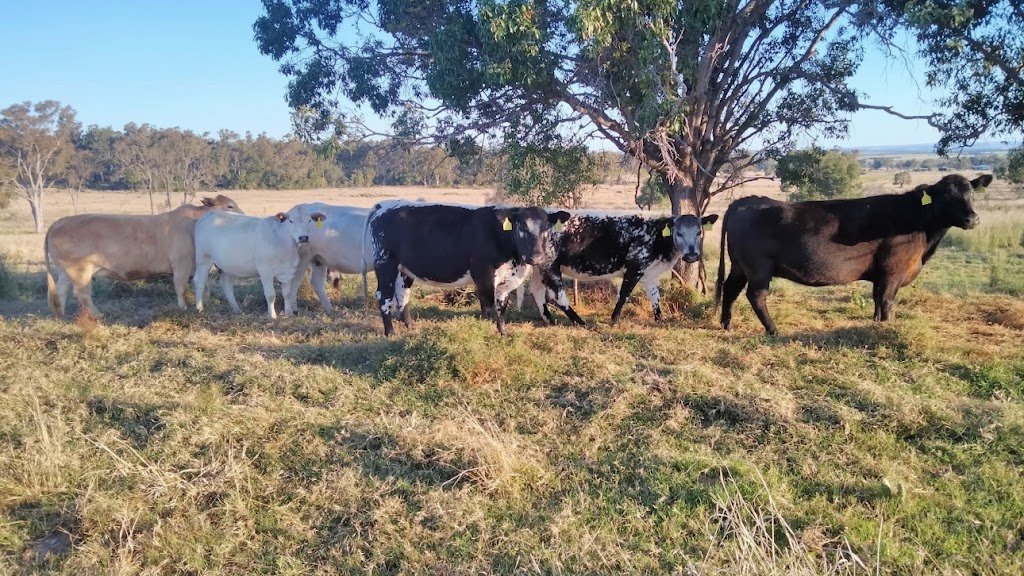 FRESH MEAT SUPPLIES | 75 Kooralgin Upper Yarraman Rd, Kooralgin QLD 4402, Australia | Phone: 0432 068 042