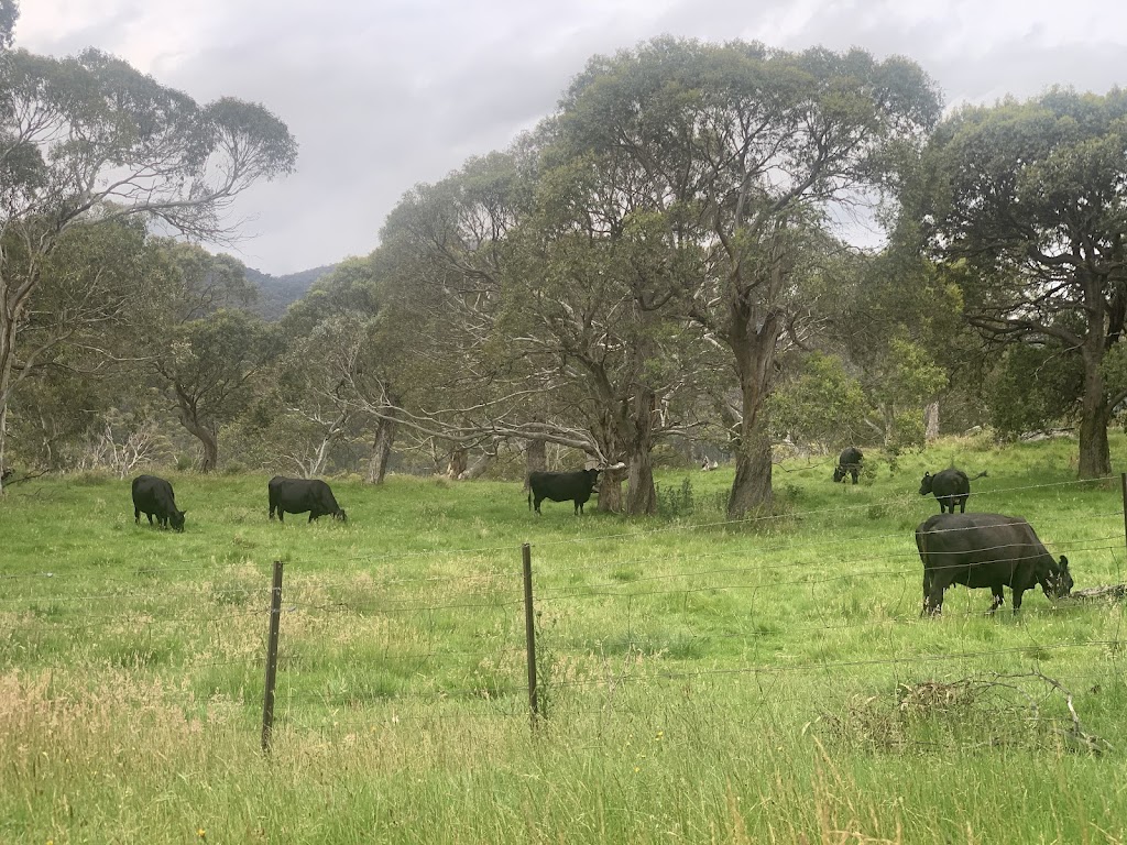 Big Yard Farm Snowy Mountains | 696 Big Yard Rd, Moonbah NSW 2627, Australia | Phone: 0425 318 966