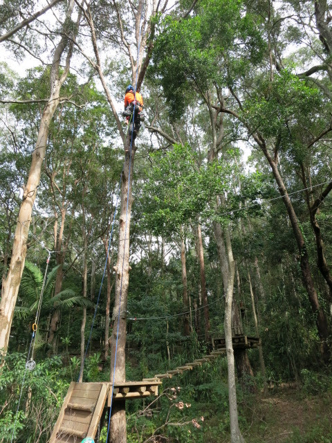 Aussie Tree Care | 16 Tillyroen Rd, Ormeau Hills QLD 4209, Australia | Phone: 1300 873 300