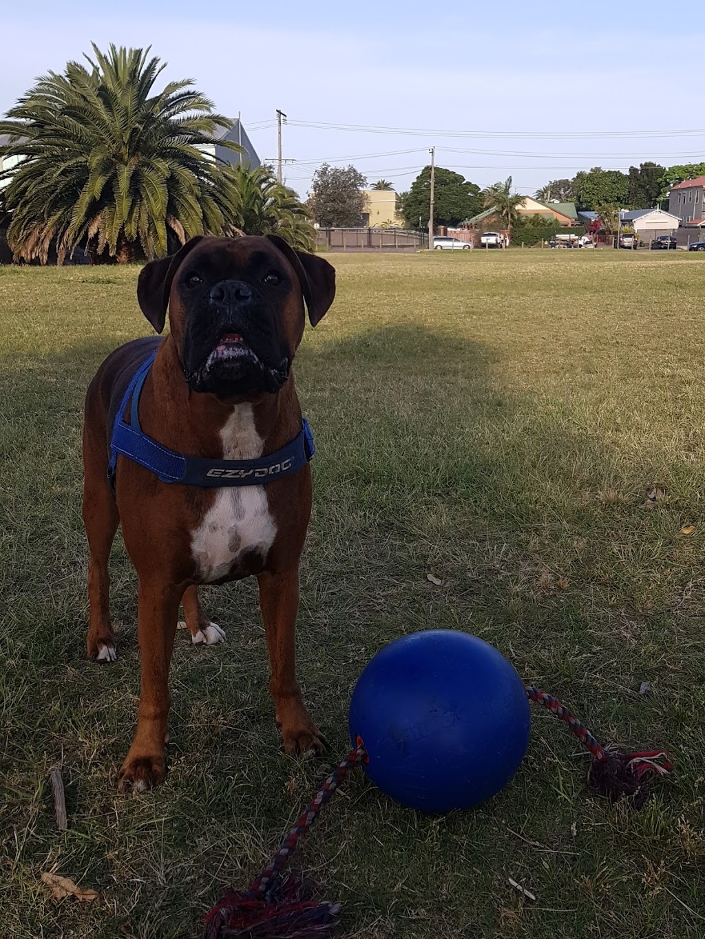 Carrington Dog Off-Leash Area | park | 1A Young St, Carrington NSW 2294, Australia