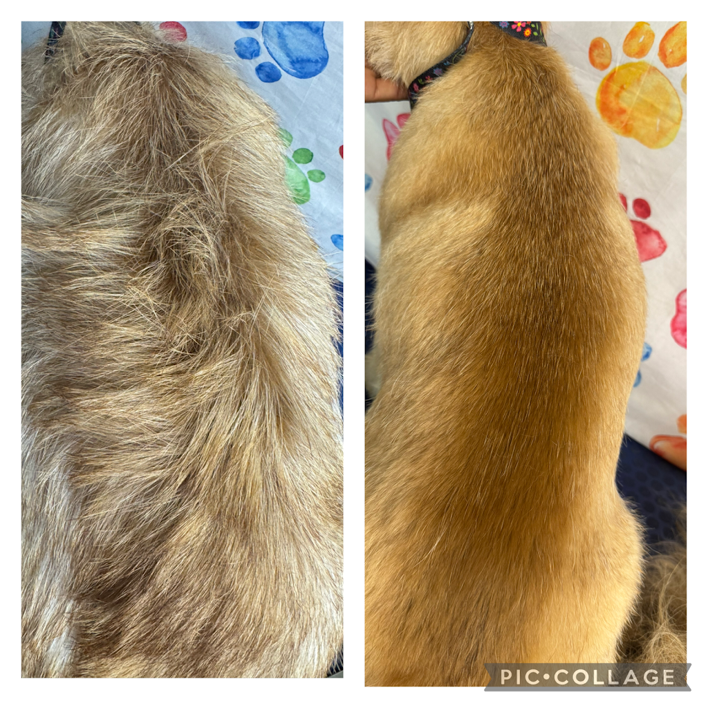 Petloft dog grooming | Lady Ardee Cct, Stockleigh QLD 4280, Australia | Phone: 0479 050 018 Petloft dog grooming | Lady Ardee Cct, Stockleigh QLD 4280, Australia | Phone: 0479 050 018