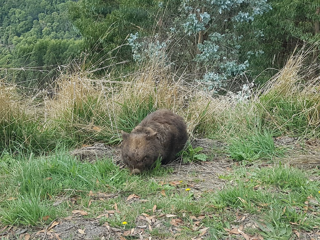 Reserved Forest Victoria Australia