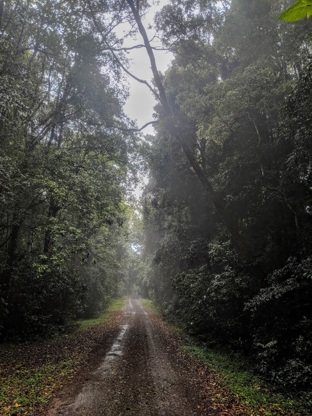 Richmond Range National Park | Cambridge Plateau Forest Dr & Bruxner Highway, Cambridge Plateau NSW 2469, Australia | Phone: (02) 6632 0000