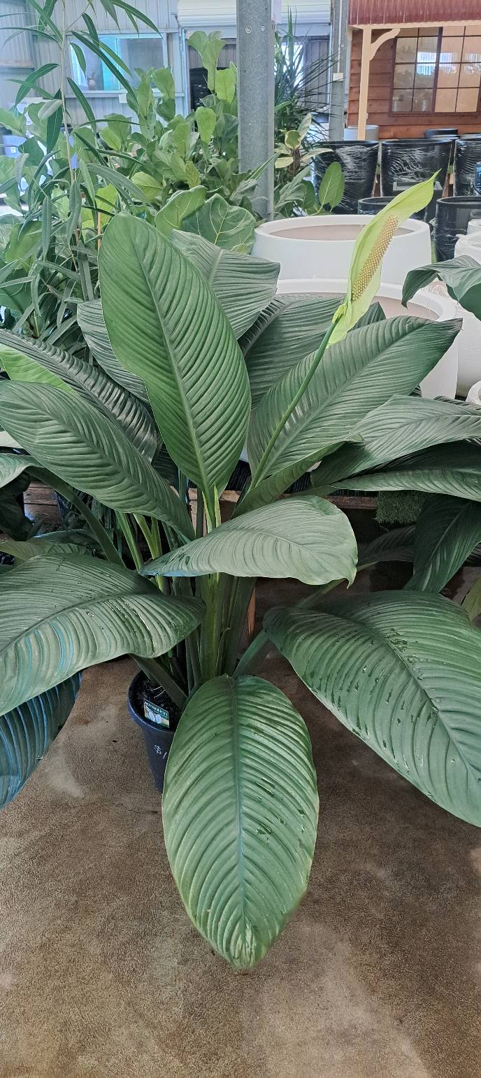 Plantastic Nursery | 522 Wingham Rd, Taree NSW 2430, Australia | Phone: (02) 6552 2308