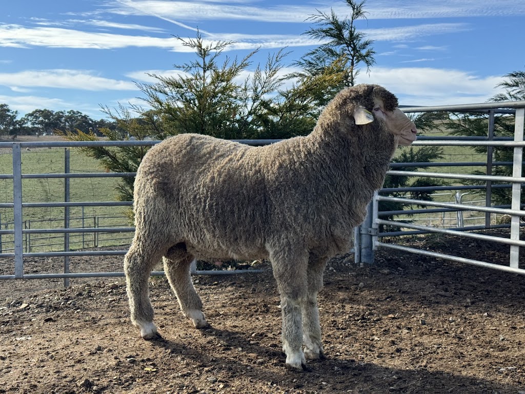 Capree Stud | 577 Caloola Rd, Newbridge NSW 2795, Australia | Phone: 0429 797 633
