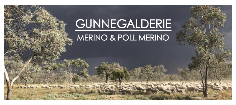 Gunnegalderie Merinos | 440 Gunnegalderie Rd, Spicers Creek NSW 2820, Australia | Phone: 0458 817 676