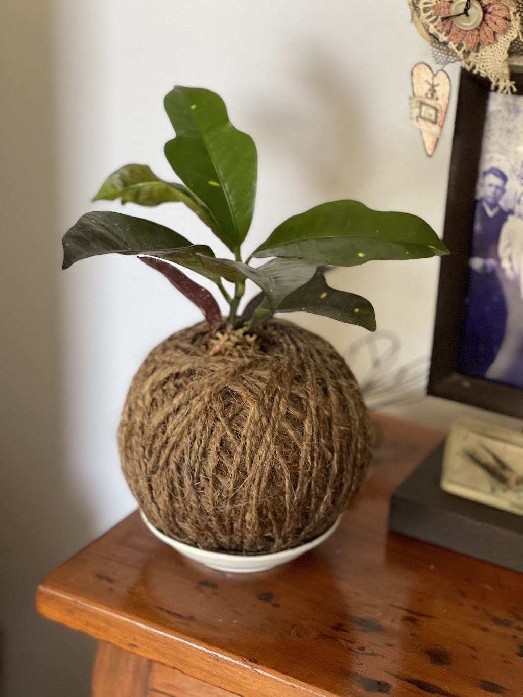 Vitalia | 11 Bindleys Rd, Mount Crosby QLD 4306, Australia | Phone: 0493 791 190