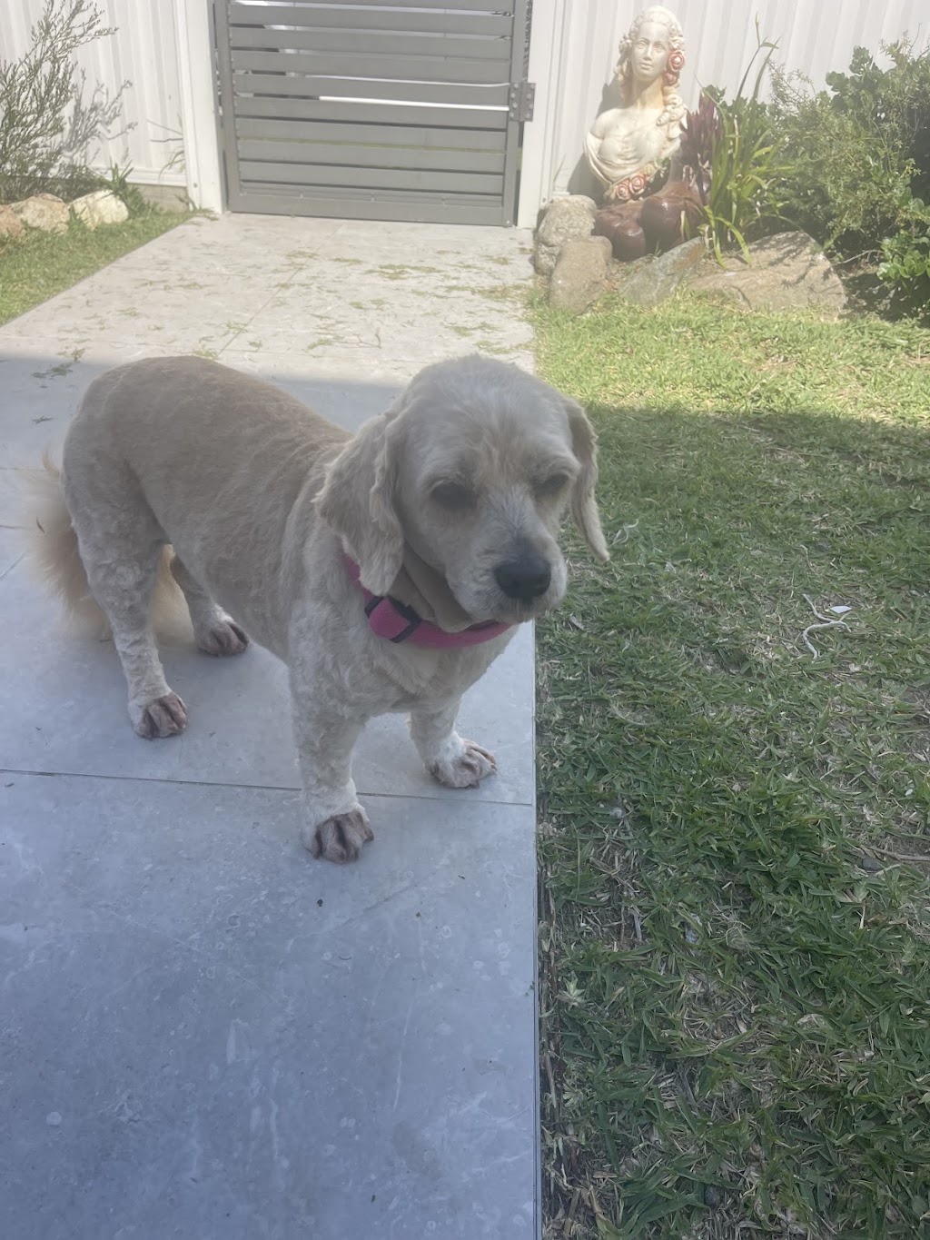 Summer Cuts Dog Grooming | 146 Bishop Rd, Beachmere QLD 4510, Australia | Phone: 0432 366 702