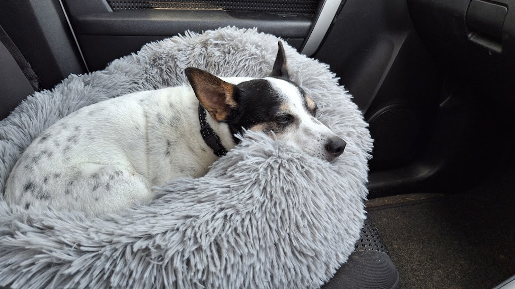 Paws and Play Booker Bay | Davis St, Booker Bay NSW 2257, Australia | Phone: 0431 593 890