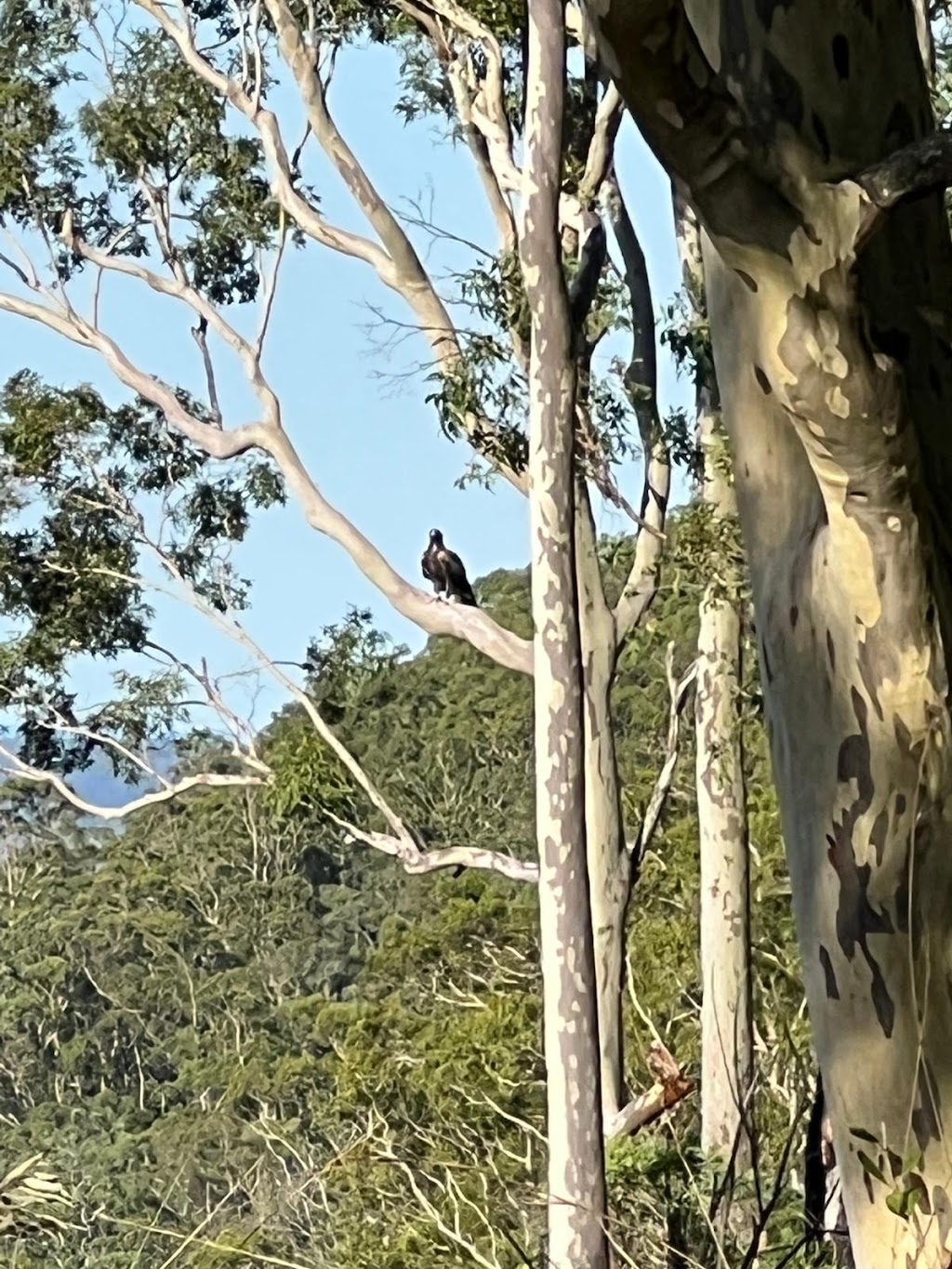 Twig + Wren Wilderness Retreat | 541 Moonabung Rd, Vacy NSW 2421, Australia | Phone: 0407 658 116