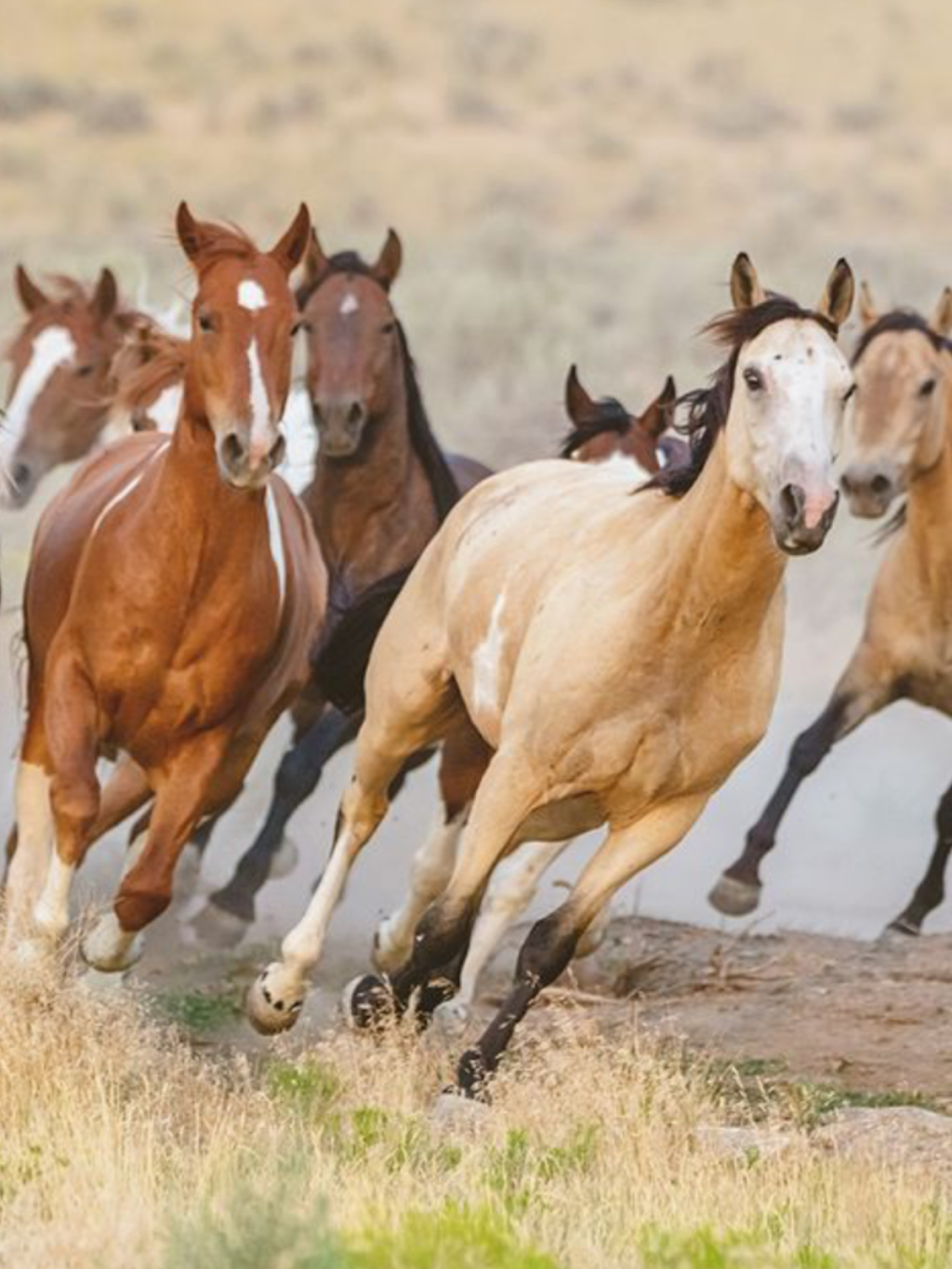 Tarwin Lower Pony Club | Recreation Reserve, Tarwin Lower VIC 3956, Australia | Phone: 0418 591 195