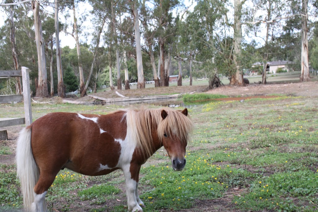 Aquila Acres Farm Stay and Equine Learning | lodging | 22 Rodger Rd, Wandin North VIC 3139, Australia | 0411868232 OR +61 411 868 232