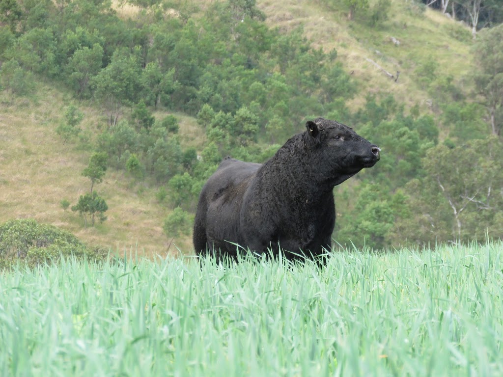 Curracabark Angus and Hereford Stud | 2796 Curricabark Rd, Curricabark NSW 2422, Australia | Phone: (02) 6558 7515