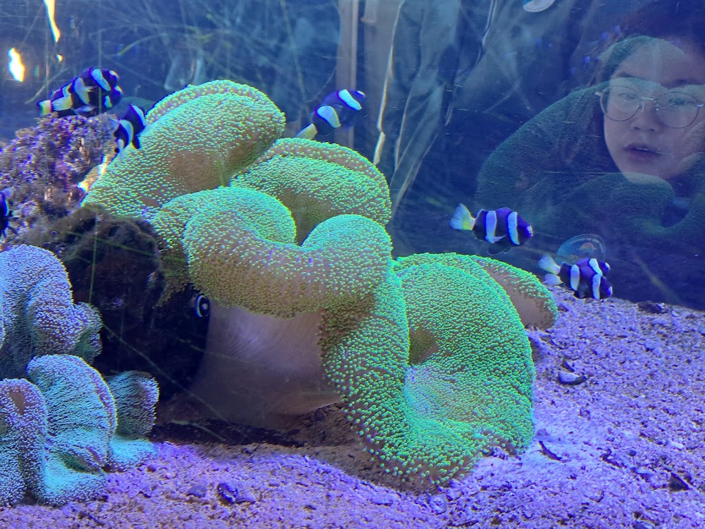 Ocean Park Aquarium | 1 Ocean Park Rd, Shark Bay WA 6537, Australia | Phone: (08) 9948 1765