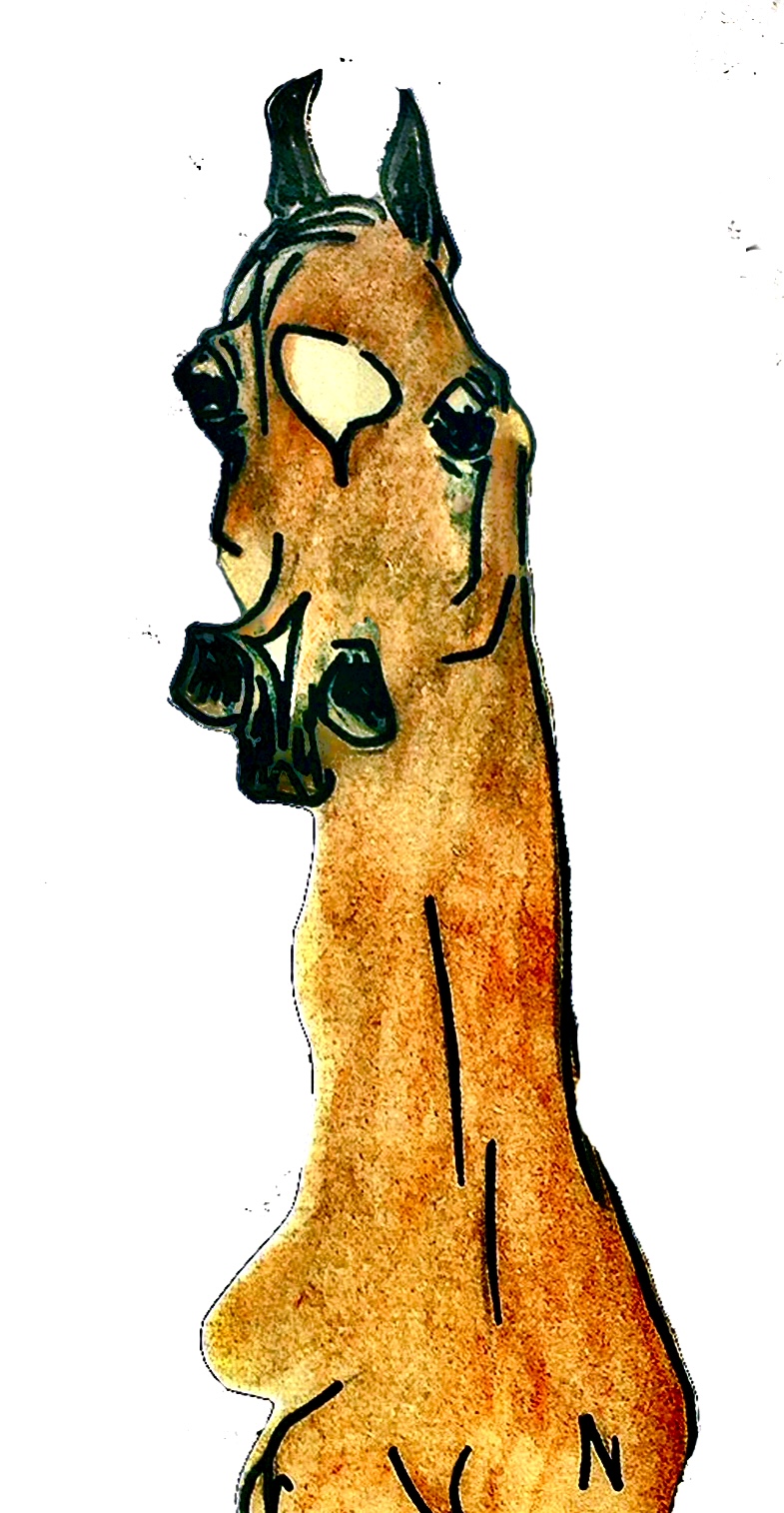 Saharri Park Arabians | 360 McKee Rd, Theresa Park NSW 2570, Australia | Phone: 0425 227 302