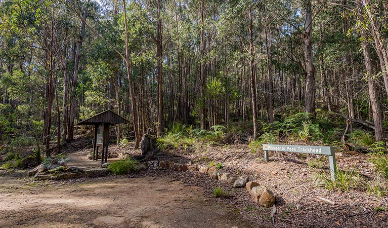 Pheasants Peak walking track | park | Waratah Rd, Paddys Flat NSW 2632, Australia | 0264585900 OR +61 2 6458 5900