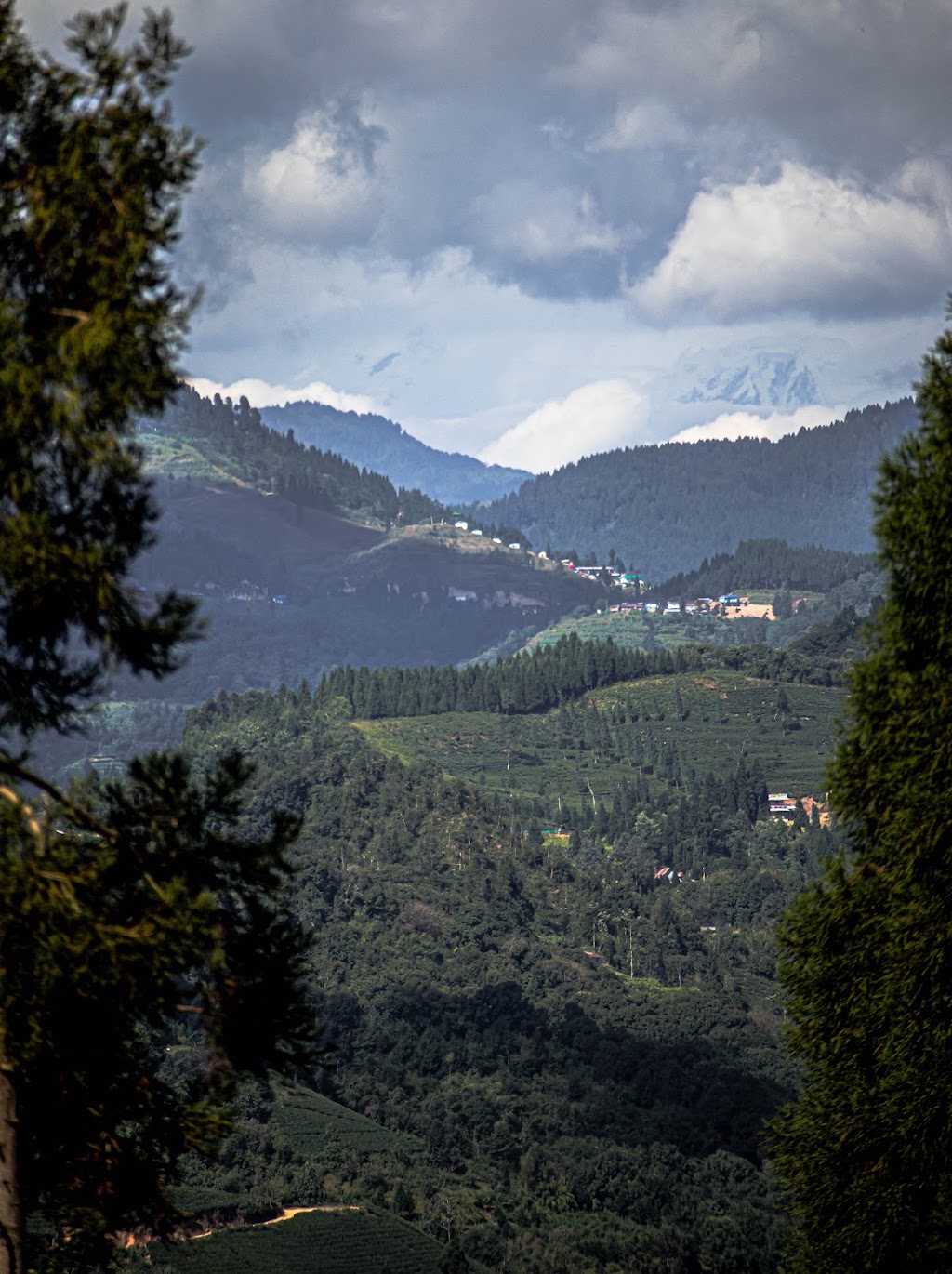 Discover Nepal Tea | 50 Village Cct, Gregory Hills NSW 2557, Australia | Phone: 0403 211 828