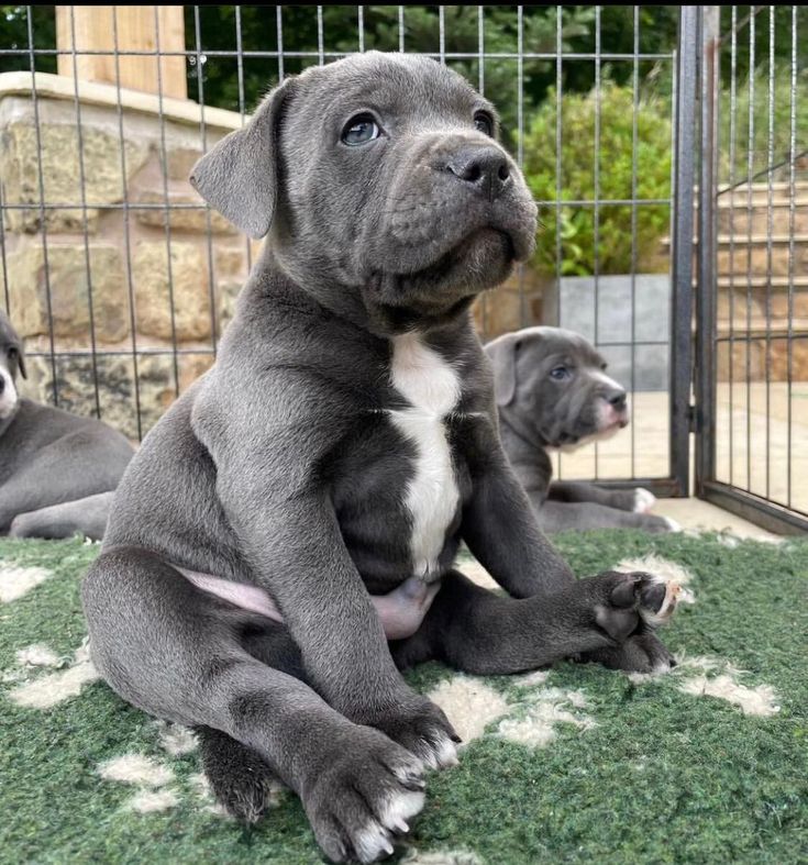 Staffy puppy for adoption | Great Ocean Rd, Lorne VIC 3232, Australia | Phone: 0468 134 315