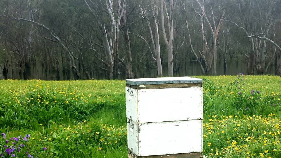 Yarrawonga Apiaries | 57 Cullens Rd, Yarrawonga VIC 3730, Australia | Phone: (03) 5744 2656