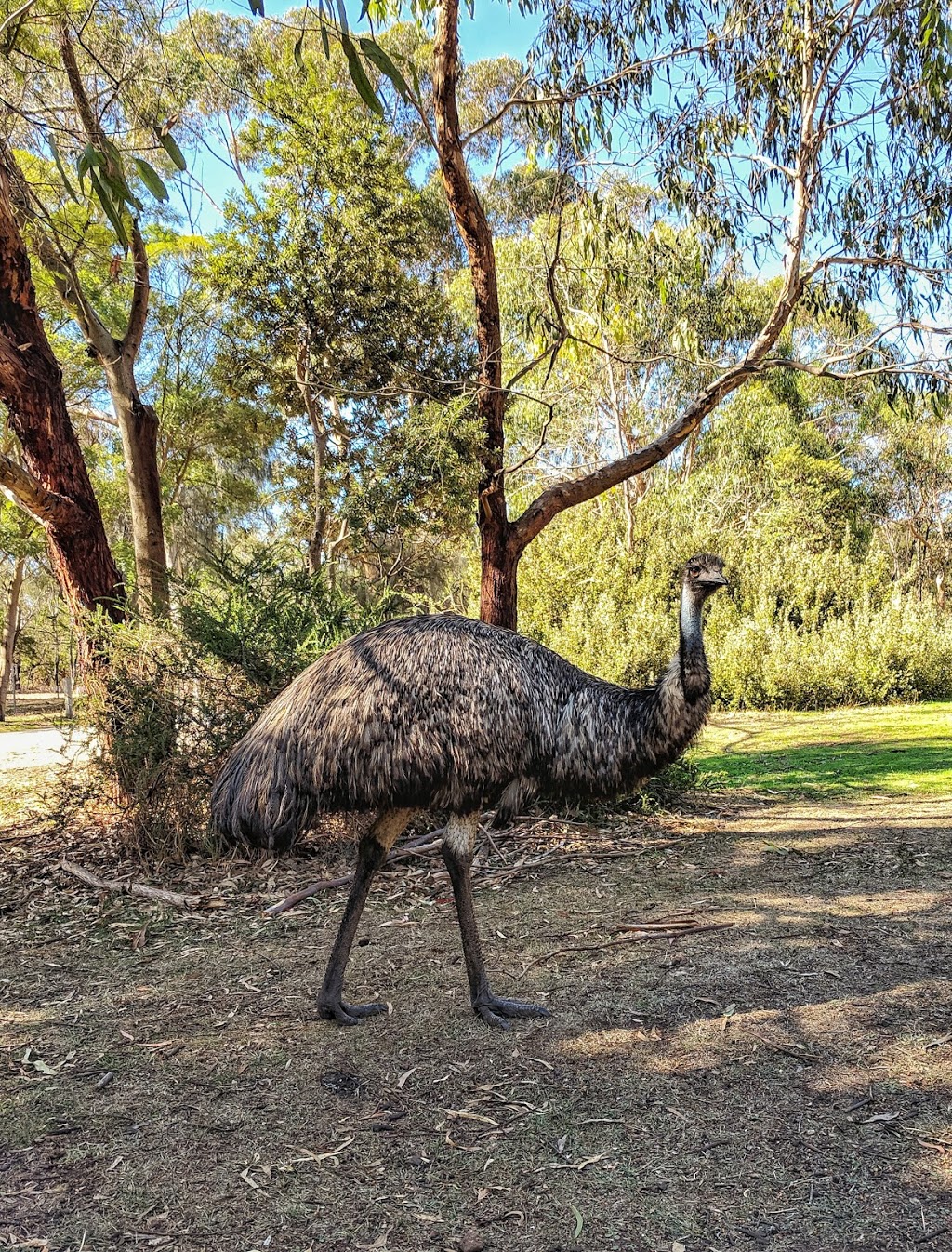 Tower Hill Wildlife Reserve | park | 105 Lake View Rd, Tower Hill VIC 3283, Australia | 0355659202 OR +61 3 5565 9202